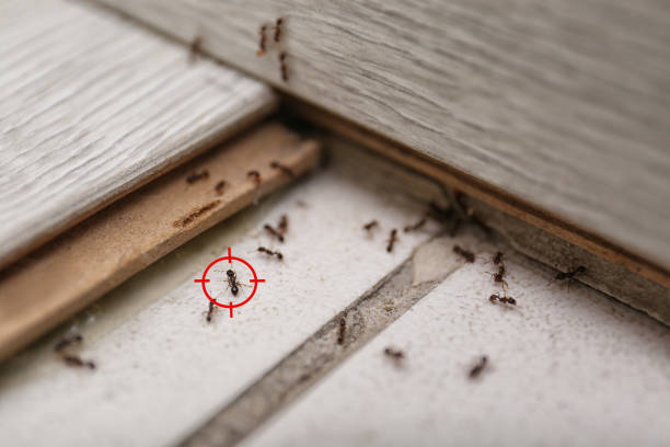 Best Commercial Pest Control Services  in Woodlawn Beach, FL