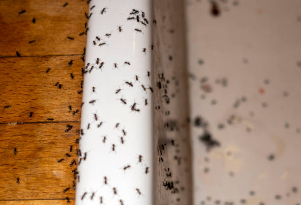 Best Termite Control Services  in Woodlawn Beach, FL