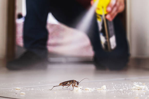Best Rat Extermination Near Me  in Woodlawn Beach, FL